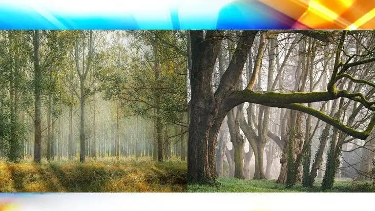 UNESCO: Human activity, climate change turn World Heritage Forests into carbon emitters UNESCO