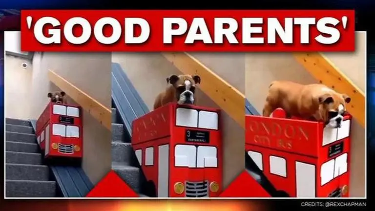 Denmark: Owner constructs modified mini stairlift for dog with mobility issues, elevator for dog