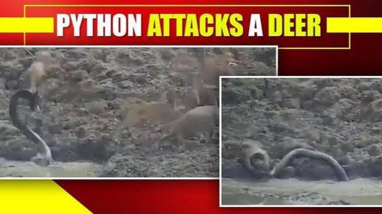 Scary video of python attacking deer at lightning speed takes internet ...