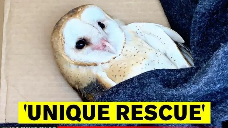 Owl rescued after getting caught in kite string, netizens praise first responders owl