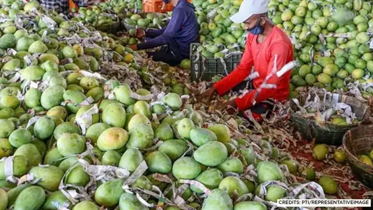 Madhya Pradesh's 'Noorjahan' mangoes of Afghan origins fetching rate up to Rs 1,000 apiece Noorjahan Mango
