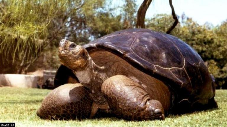 2 Galapagos tortoises born in British Zoo mark milestone for breeding ...