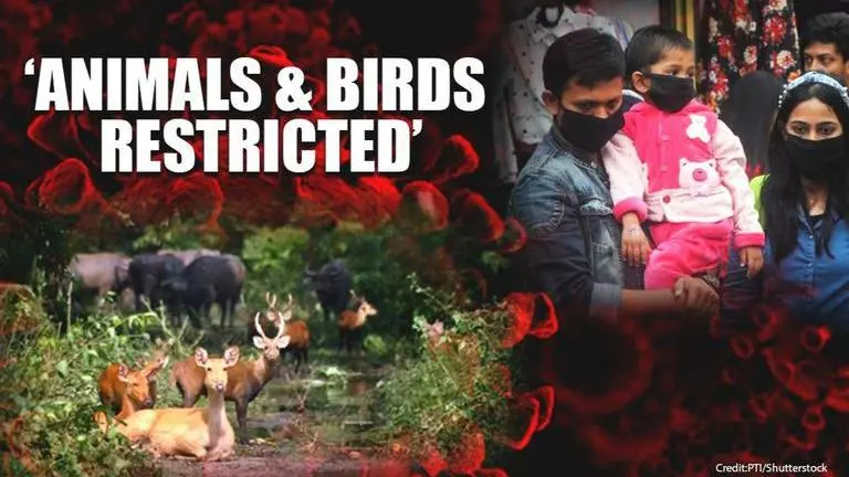 Coronavirus outbreak: New guidelines restrict entry of animals, birds in quarantine areas Coronavirus