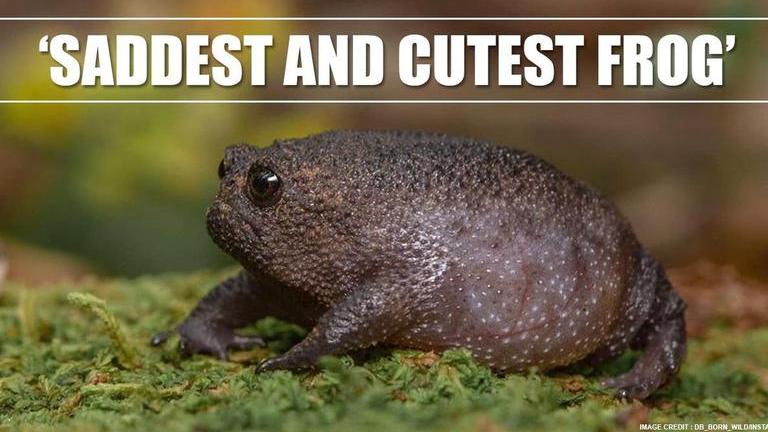 African Rain Frogs looks like grumpy Avocado, netizens say 