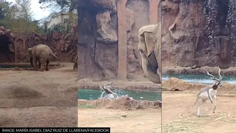 Elephant calls for help to save antelope from drowning at zoo in Guatemala; WATCH Guatemala