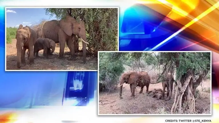 Elephant population in Kenya has increased by 2.8%, poaching declined by 96%: KWS Elephant