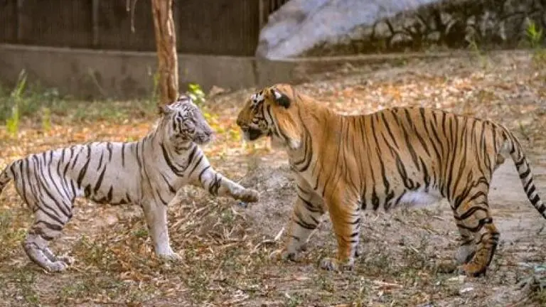 Animals from 17 countries brought to Gujarat, to be kept in zoo Animals
