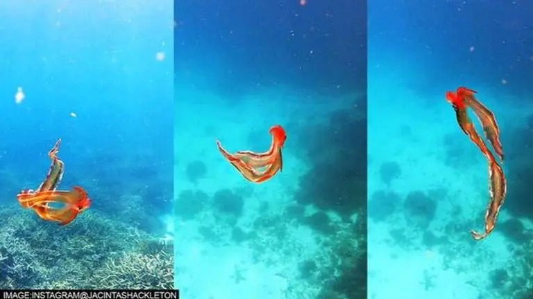 Blanket Octopus