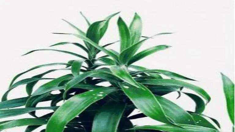 New 'artificial photosynthesis' method can increase energy efficiency of food production artificial photosynthesis