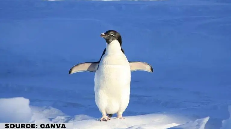 World Penguin Day: Funny Penguin memes to send to your loved ones world penguin day