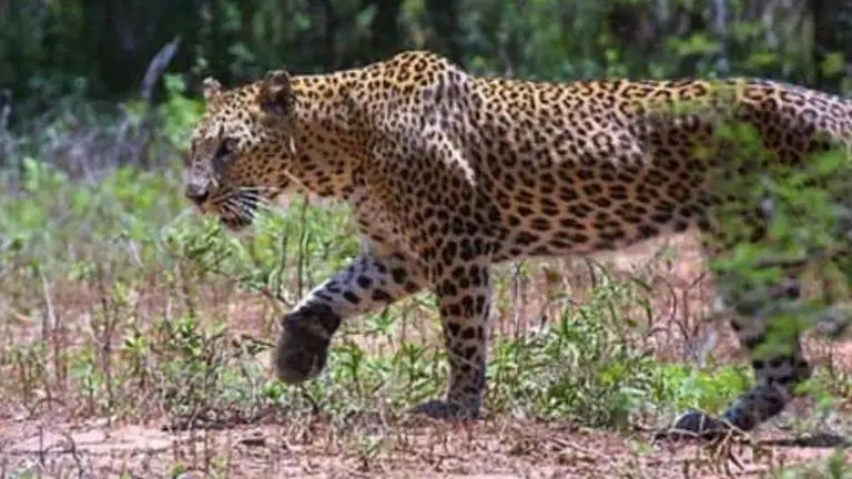 Leopard spotted on road in Ghaziabad, video goes viral