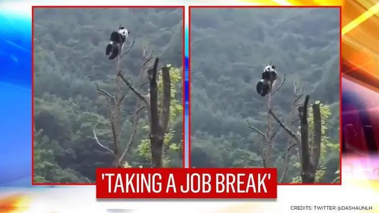 Panda admires nature perched atop 'sky high' tree trunk, netizens say 'searching for WiFi' Panda