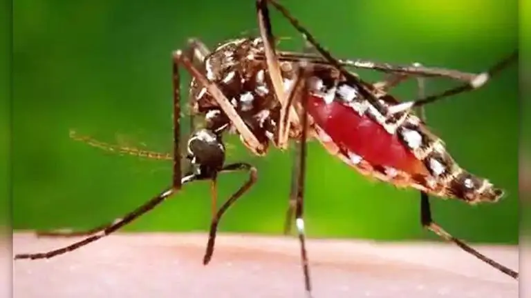 What is Zika Virus? Symptoms, treatment and all you need to know about the viral infection What is Zika Virus