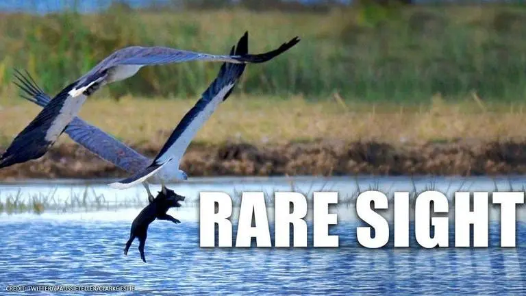 Photographer captures unique moment of sea eagle flying away with piglet Photographer