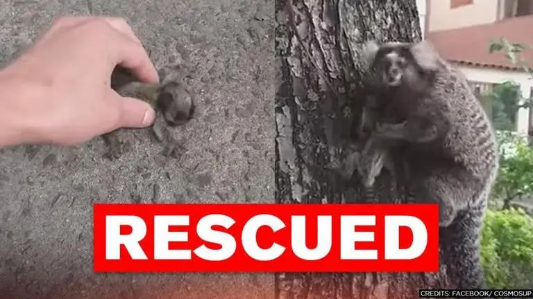 'All we need is little help': Baby lion tamarin rescued and reunited with parents | WATCH Lion