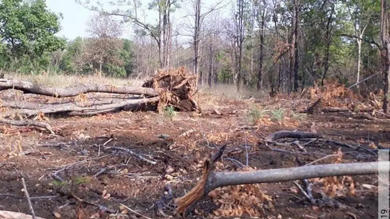 Maharashtra: NTCA get complaint of illegal tree cutting in Navegaon Nagzira Tiger Reserve Maharashtra