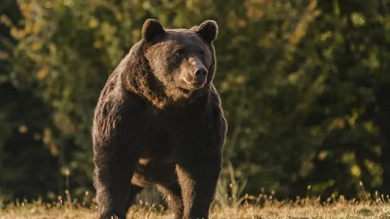 Austrian prince probed for allegedly killing Romania's 'largest' bear, say authorities Austrian prince
