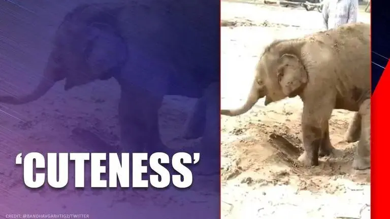 Bandhavgarh reserve posts video of elephant calf enjoying mud bath, netizens love it Bandhavgarh