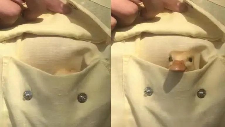 'Awwdorable': Cute video of duck in pocket wins netizens' hearts; watch Viral video of duck