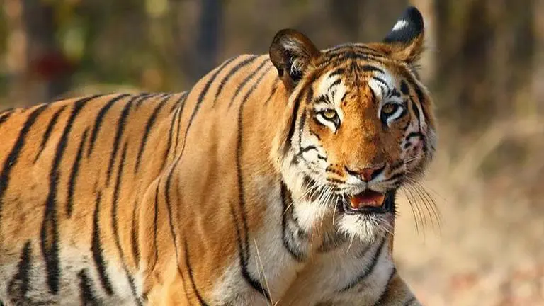 Tiger on prowl in MIHAN: Forest officials