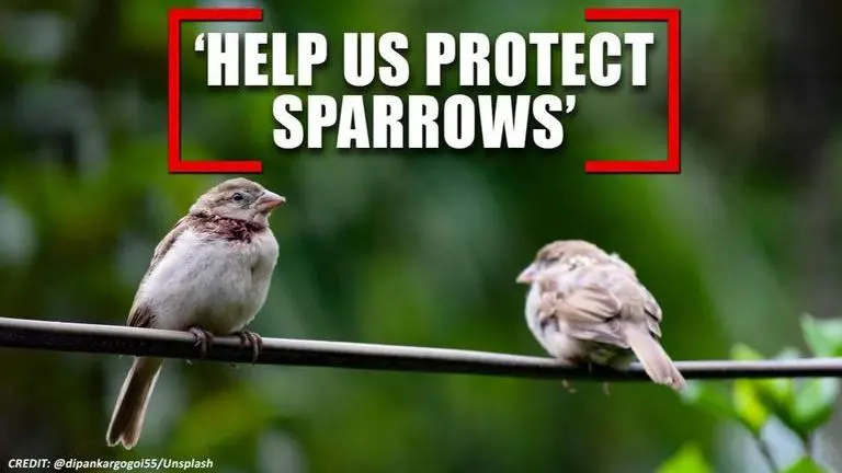 World Sparrow Day: Netizens pledge to save the disappearing avian community World Sparrow Day
