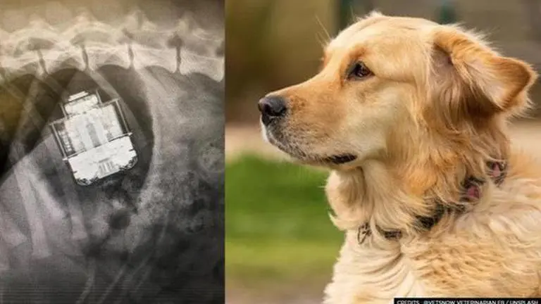 Dog swallows Apple AirPods that come out 'intact with charging case' after surgery Rachel Hick