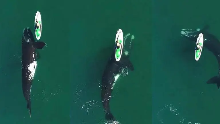 Giant whale nudges paddleboarder in close encounter off Argentina coast Argentina