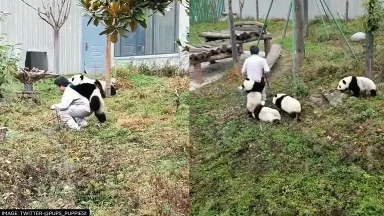Pandas adorably cuddle their caretaker in viral video; netizens say, 'so want this job' PANDA