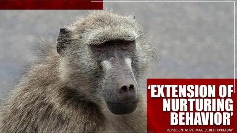 Baboons carry dead offspring for 10 days before realising infant’s death: Study Baboons carry dead offspring for 10 days before realising infant’s death: Alecia Carter