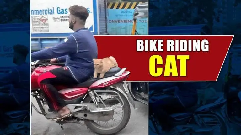 Pictures of cat enjoying a bike ride in Mumbai takes Twitter by storm Pictures