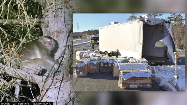 Lab monkey on the loose in Pennsylvania after pickup truck crashes en route to laboratory Monkey