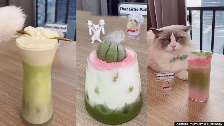 'Meeeow': Cat makes drinks with various ingredients and poses with the creation, watch cat