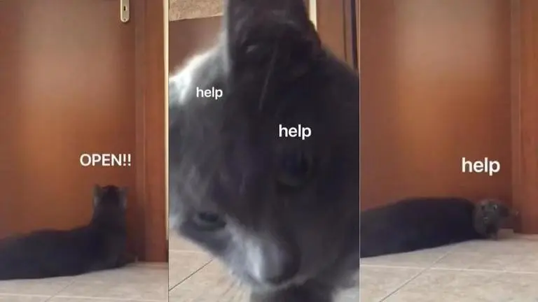 This hilarious TikTok video of a cat is going viral for all the right reasons; watch viral videos