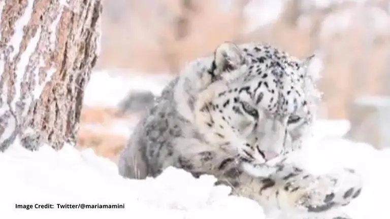 Uttarakhand: Rare sighting of four snow leopards captured on camera Uttarkhand