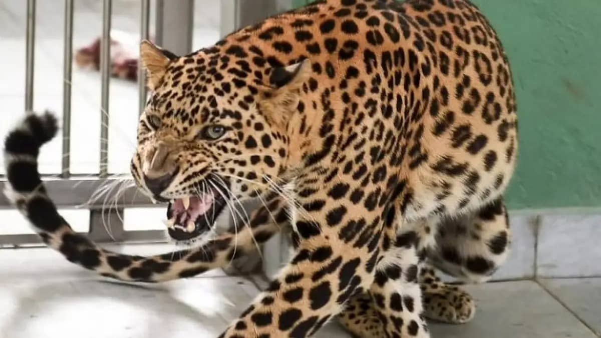 Two Leopards Captured in Village Near Bengaluru After Fatal Attack on ...