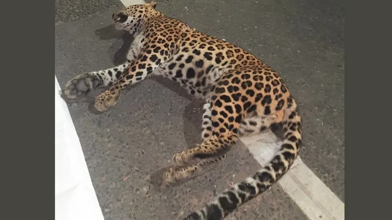 Third leopard caught in Bahraich