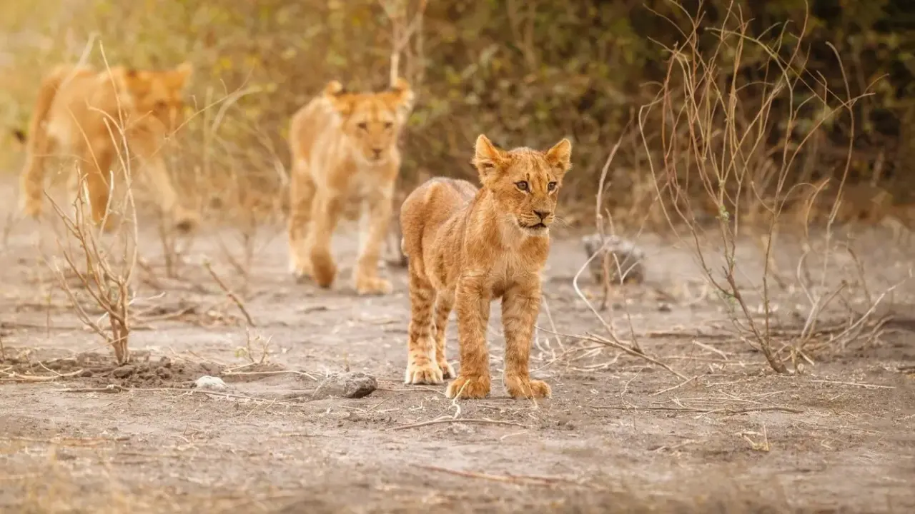 Two tiger cubs killed by leopards in Uttarakhand