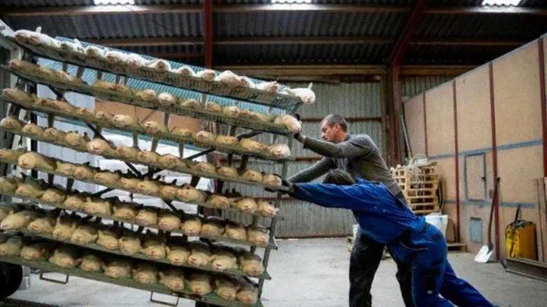 Main cooperative selling mink to shut down due to culling