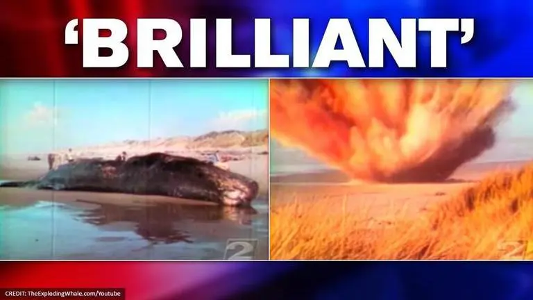 UK town uses Oregon's 'exploding whale' fiasco, amid coronavirus
