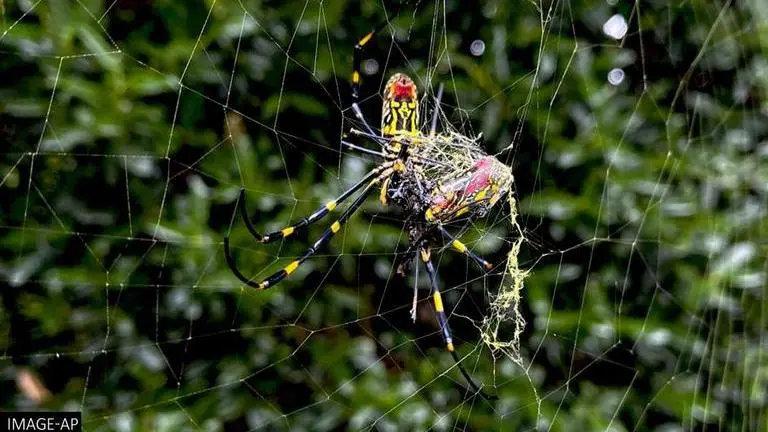 Georgia: Giant spider from Asia blankets landscape with thick web across country Georgia