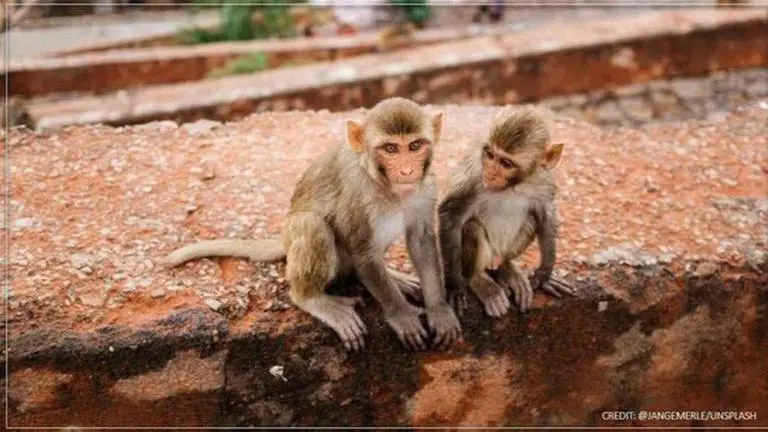 Kerala Polls: Solving 'monkey menace' can make you win municipal elections in Wayanad Kerala