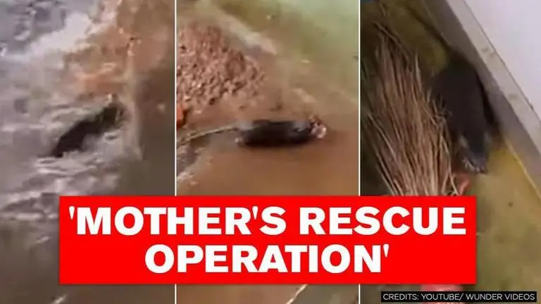 Video of mother rat rescuing her babies amid heavy rainfall goes viral; netizens react Video of mother rat rescuing her babies in rain leaves internet in awe