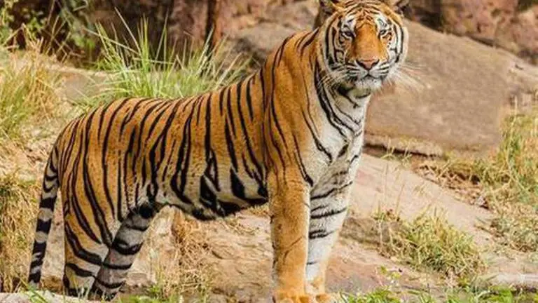 Man killed in tiger attack in Maharashtra