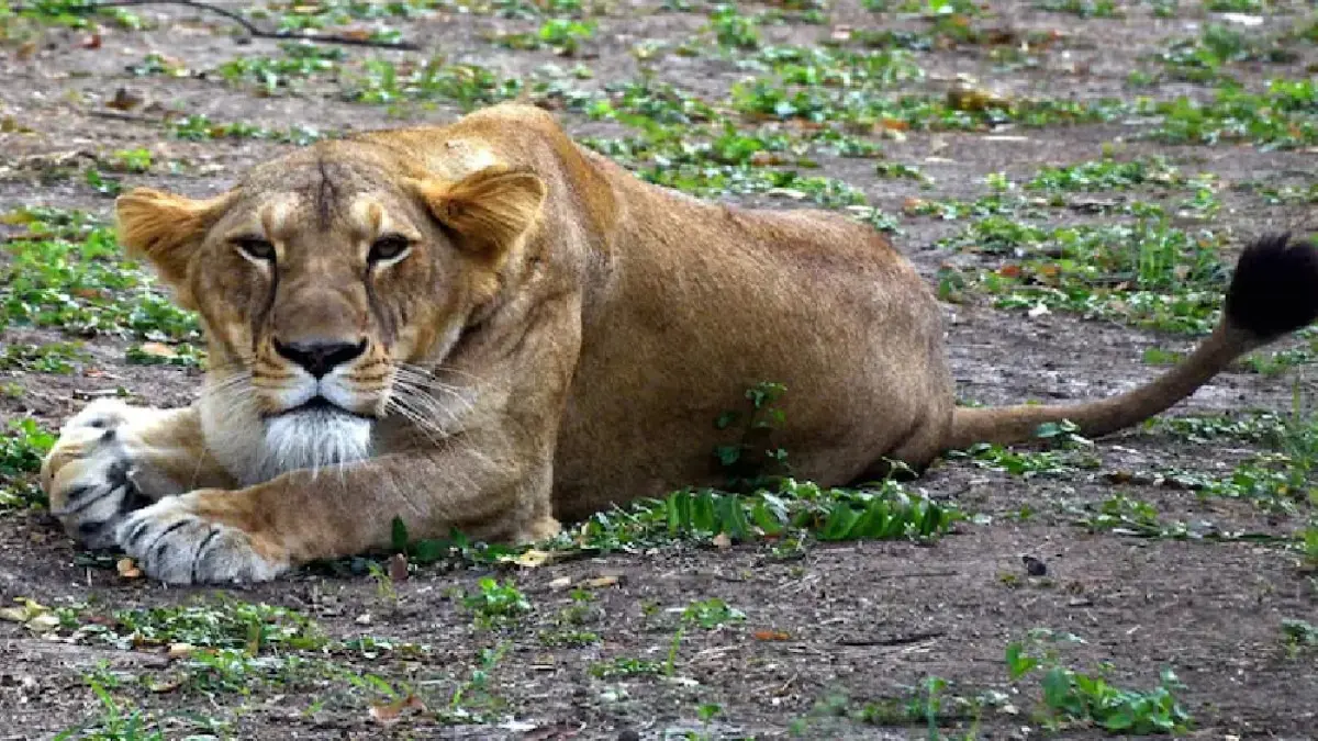Representative image of a young lioness.