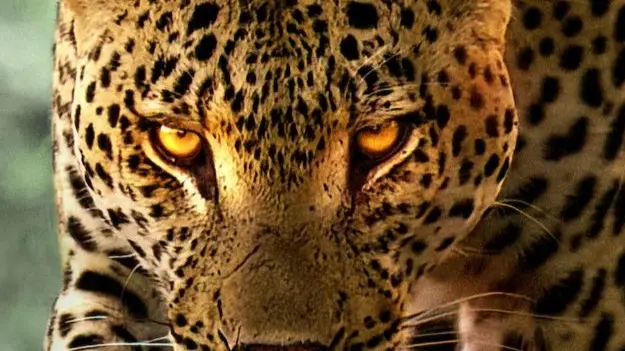 Living with leopards