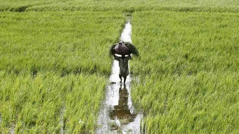 10,349 farmers committed suicide in 2018: NCRB Farmer
