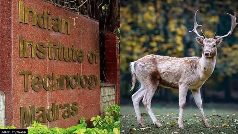 Deer dies of anthrax in IIT-Madras campus, authorities to begin vaccination soon IIT MADRAS
