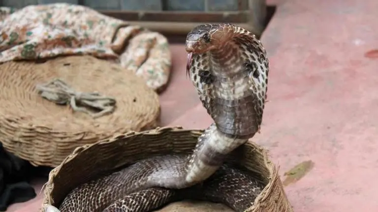 Nag Panchami Quotes one can share with family and friends on this auspicious occasion nag panchami quotes