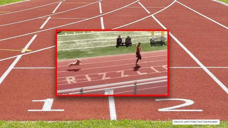 Image Credits: Pettore/Twitter/Pixabay