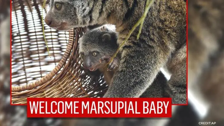 Wroclaw Zoo in Poland welcomes endangered marsupial baby Wroclaw Zoo
